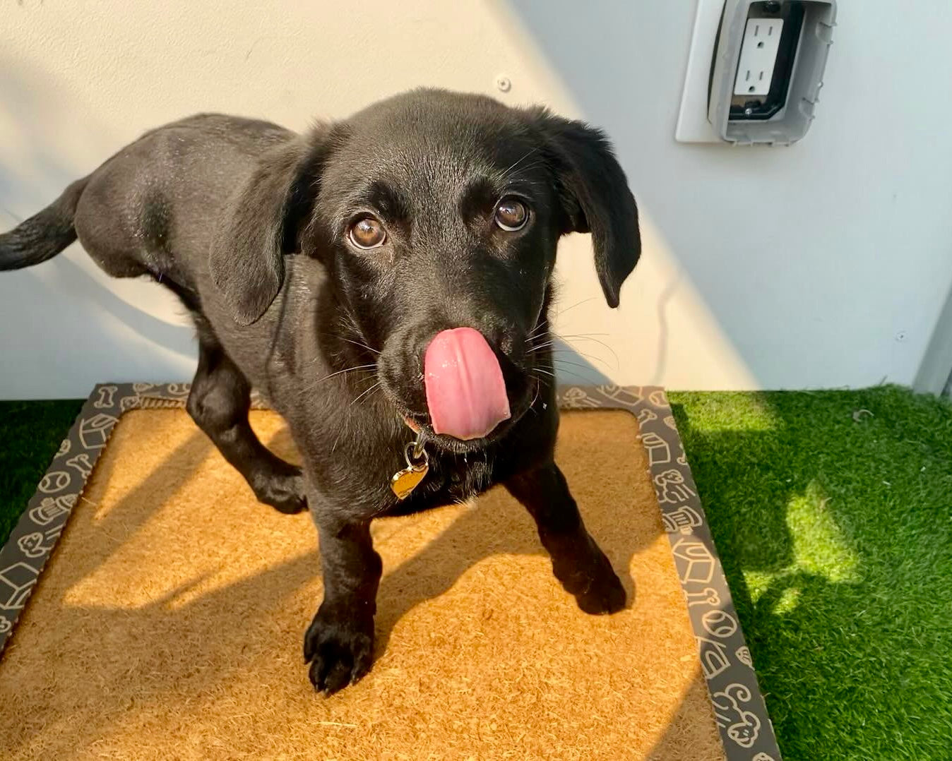 CocoTurf™ Reusable Pee Pad