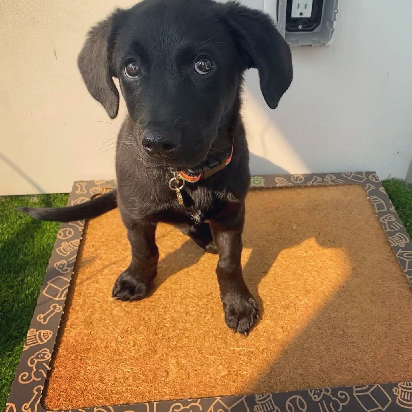 CocoTurf™ Reusable Pee Pad