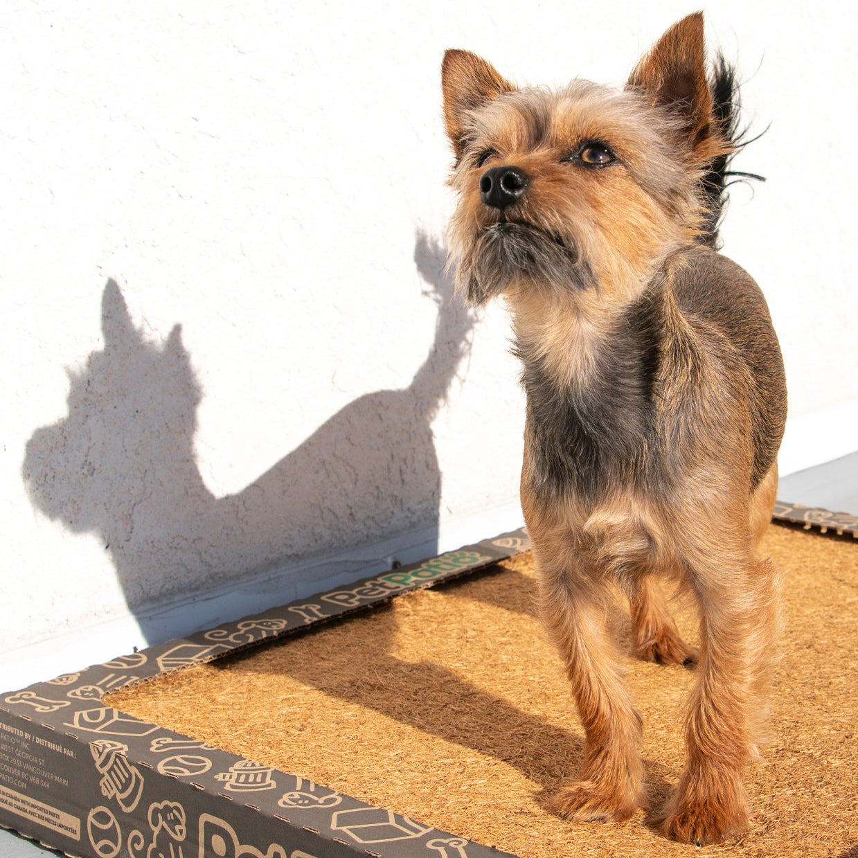 Dog standing comfortably on PetPatio Base pee pad during daily use