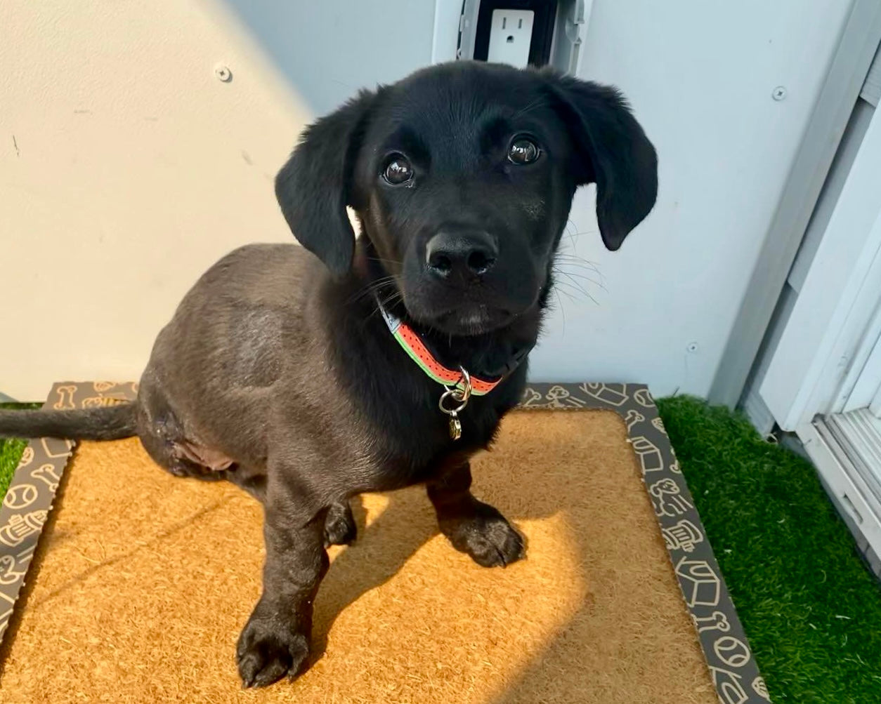 CocoTurf™ Reusable Pee Pad