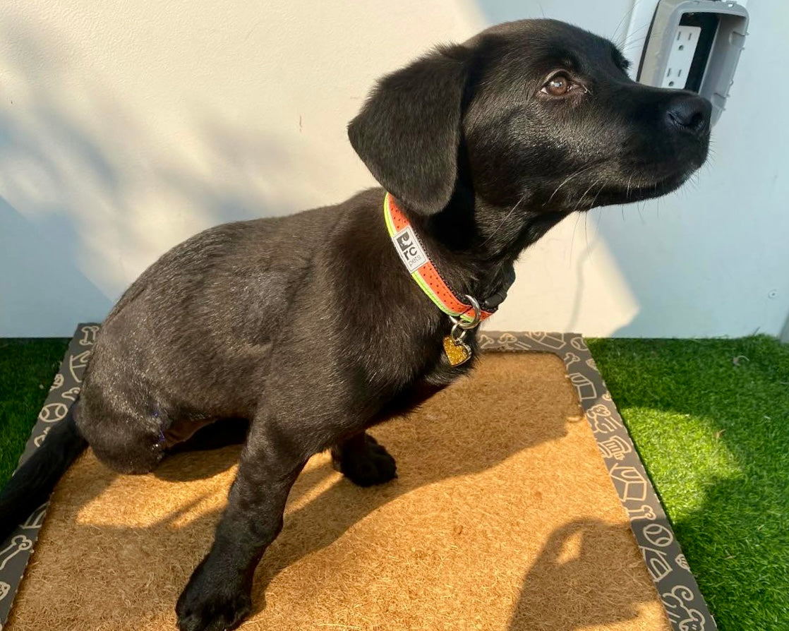 CocoTurf™ Reusable Pee Pad