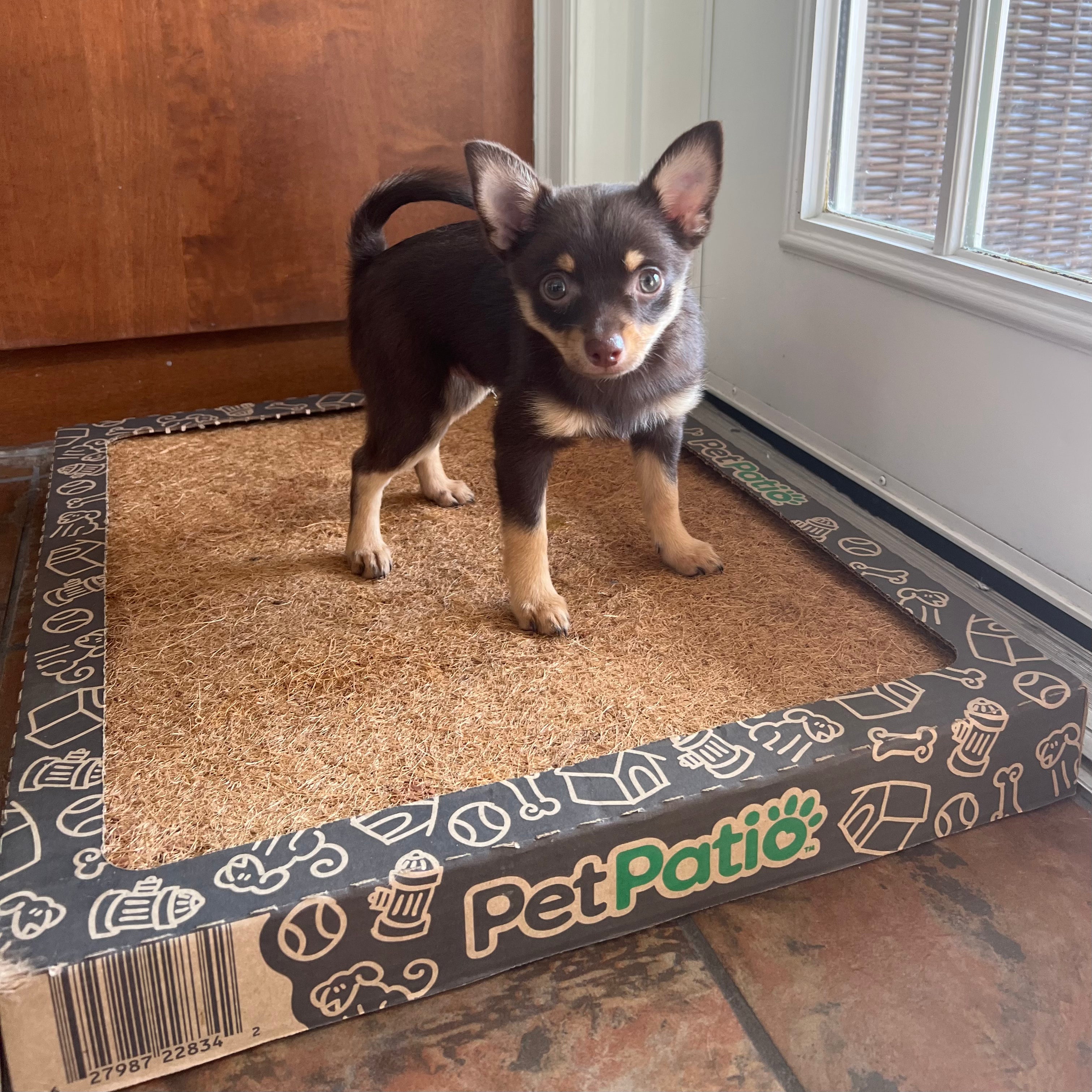 CocoTurf™ Reusable Pee Pad
